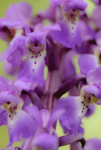 Close-up of Early purple orchid (Orchis mascula) in flower, Gamlingay Wood, Cambridgeshire Close-up of Early purple orchid (Orchis mascula) in flower, Gamlingay Wood, Cambridgeshire