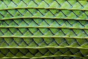 Close-up of the Green garden lizard (Calotes calotes) scales on the abdomen. Captive Close-up of the Green garden lizard (Calotes calotes) scales on the abdomen. Captive