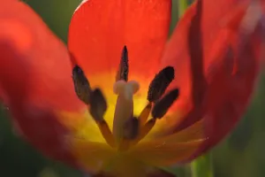 Close-up inside Wild tulip (Tulipa schrenkii) Rostovsky Nature Reserve, Rostov Region Close-up inside Wild tulip (Tulipa schrenkii) Rostovsky Nature Reserve, Rostov Region