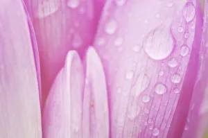 Close-up of Meadow saffron crocus (Colchicum autumnale) petals covered in water droplets Close-up of Meadow saffron crocus (Colchicum autumnale) petals covered in water droplets