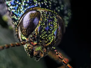 Close-up of a Metallic jewel beetle (Buspretidae) in Aiuruoca, Minas Gerais, Brazil Close-up of a Metallic jewel beetle (Buspretidae) in Aiuruoca, Minas Gerais, Brazil