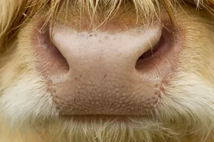 Close-up of the nose of a Highland cow (Bos taurus) Isle of Lewis, Outer Hebrides Close-up of the nose of a Highland cow (Bos taurus) Isle of Lewis, Outer Hebrides