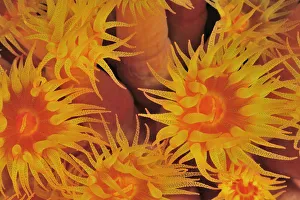 Close-up of the polyps out of a coral tree (Tubastraea coccinea) at night, Baja Close-up of the polyps out of a coral tree (Tubastraea coccinea) at night, Baja