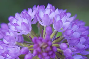 Close-up of Pyramidal orchid (Anacamptis pyramidalis) flower Close-up of Pyramidal orchid (Anacamptis pyramidalis) flower