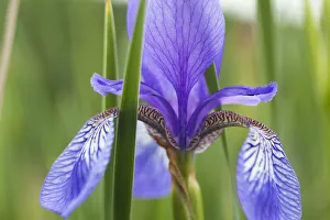 Close-up of Siberian iris (Iris sibirica) flower, Eastern Slovakia, Europe, June 2009 Close-up of Siberian iris (Iris sibirica) flower, Eastern Slovakia, Europe, June 2009