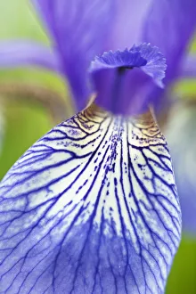Close-up of Siberian iris (Iris sibirica) petal, Eastern Slovakia, Europe, June 2009 Close-up of Siberian iris (Iris sibirica) petal, Eastern Slovakia, Europe, June 2009