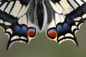 Close-up of Swallowtail (Papilo machaon) wings, Emilia Romagna Region, Italy Close-up of Swallowtail (Papilo machaon) wings, Emilia Romagna Region, Italy