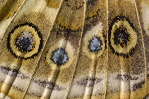 Butterflies moths/close up underside wing painted lady butterfly Butterflies moths/close up underside wing painted lady butterfly