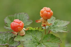 Rubus Chamaemorus Prints: Cloudberries (Rubus chamaemorus)