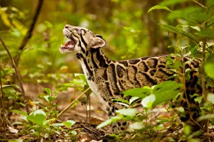 Clouded leopard (Neofelis nebulosa) in profile with mouth open, Assam, India, captive Clouded leopard (Neofelis nebulosa) in profile with mouth open, Assam, India, captive