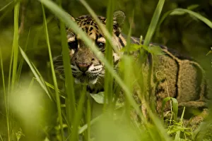 Clouded leopard (Neofelis nebulosa) Guwahati, Assam, India, captive Clouded leopard (Neofelis nebulosa) Guwahati, Assam, India, captive