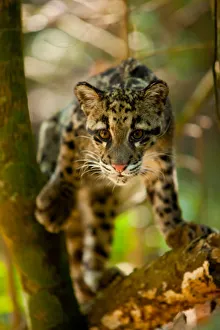 Clouded leopard (Neofelis nebulosa) portrait, Assam, India, captive. Vulnerable species Clouded leopard (Neofelis nebulosa) portrait, Assam, India, captive. Vulnerable species