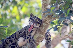 Clouded leopard (Neofelis nebulosa) resting in tree, Tripura state, India. Captive Clouded leopard (Neofelis nebulosa) resting in tree, Tripura state, India. Captive