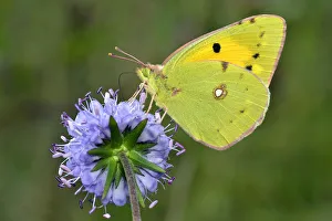 Uk wildlife september/clouded yellow butterfly colias crocea Uk wildlife september/clouded yellow butterfly colias crocea