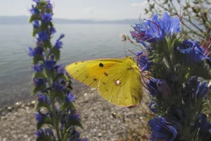 Clouded yellow butterfly (Colias croceus) feeding on Vipers bugloss (Echium vulgare) Lagadin region Clouded yellow butterfly (Colias croceus) feeding on Vipers bugloss (Echium vulgare) Lagadin region