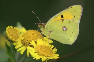 Clouded yellow butterfly (Colias croceus) on Fleabane. Dorset, UK, August Clouded yellow butterfly (Colias croceus) on Fleabane. Dorset, UK, August