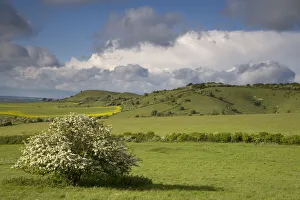 Clouds over Chiltern downland and flowering Hawthorn, Ivinghoe Hills, Buckinghamshire, UK Clouds over Chiltern downland and flowering Hawthorn, Ivinghoe Hills, Buckinghamshire, UK