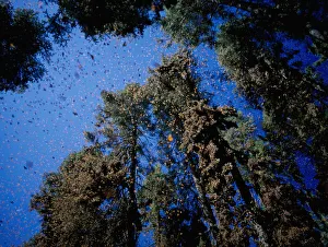 Clouds of Monarch butterflies {Danaus plexippus} flying Clouds of Monarch butterflies {Danaus plexippus} flying