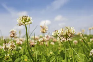 Clover (Trifolium sp) flowers in unmown lawn, Monmouthshire, Wales, UK, June Clover (Trifolium sp) flowers in unmown lawn, Monmouthshire, Wales, UK, June