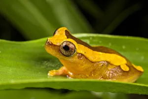 Clown frog (Dendropsophus leucophyllatus), Villa Carmen Biological Station, Peru Clown frog (Dendropsophus leucophyllatus), Villa Carmen Biological Station, Peru