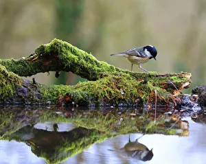 Coal tit (Periparus ater) on mossy log with reflection, England, UK. January Coal tit (Periparus ater) on mossy log with reflection, England, UK. January
