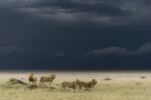 Coalition of male Lions (Panthera leo) in grassland before storm, Masai-Mara game reserve Coalition of male Lions (Panthera leo) in grassland before storm, Masai-Mara game reserve