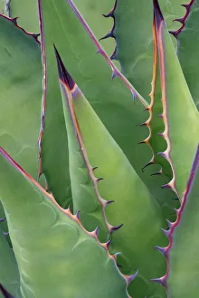 Coastal agave (Agave shawii) leaves. Near Bahia de Los Angeles, Baja California, Mexico Coastal agave (Agave shawii) leaves. Near Bahia de Los Angeles, Baja California, Mexico