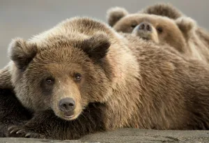 Coastal brown bears (Ursus arctos) resting, Lake Clarke National Park, Alaska, September Coastal brown bears (Ursus arctos) resting, Lake Clarke National Park, Alaska, September