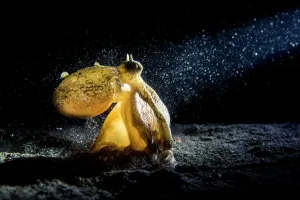 Coconut / Veined octopus (Amphioctopus marginatus) hunts in the sand at night, while Coconut / Veined octopus (Amphioctopus marginatus) hunts in the sand at night, while