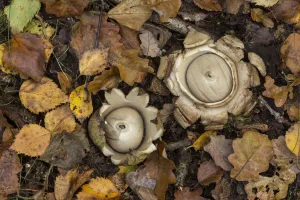 Collared earth star (Geastrum triplex), two on woodland floor. South Yorkshire, England, UK Collared earth star (Geastrum triplex), two on woodland floor. South Yorkshire, England, UK