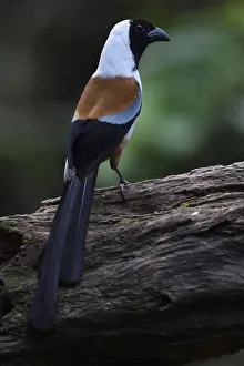 Collared treepie (Dendrositta frontalis) bird perched on a tree Tongbiguan Nature Reserve Collared treepie (Dendrositta frontalis) bird perched on a tree Tongbiguan Nature Reserve