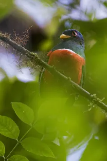 Collared trogon (Trogon collaris) perched on a branch. Mindo, Pichincha, Ecuador Collared trogon (Trogon collaris) perched on a branch. Mindo, Pichincha, Ecuador