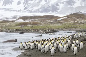 Colonies of King penguins 1+Aptenodytes patagonicus+1 and Southern Elephant Seals Colonies of King penguins 1+Aptenodytes patagonicus+1 and Southern Elephant Seals