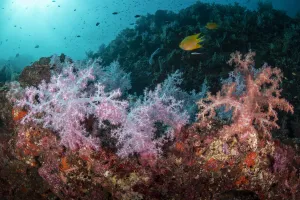 Colourful Soft corals (Dendronephthya hemprichi) with reef fishes Colourful Soft corals (Dendronephthya hemprichi) with reef fishes