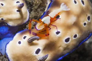 Commensal emperor shrimp (Periclimenes imperator) hitching a ride on a Nudibranch (Risbecia tryoni) Commensal emperor shrimp (Periclimenes imperator) hitching a ride on a Nudibranch (Risbecia tryoni)