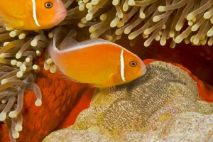 Common anemonefish (Amphiprion perideraion) with eggs in Magnificent sea anemone Common anemonefish (Amphiprion perideraion) with eggs in Magnificent sea anemone