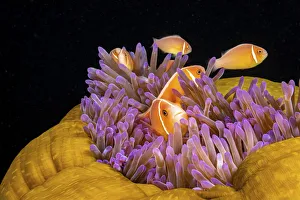 Common anemonefish (Amphiprion perideraion) associated with the anemone Common anemonefish (Amphiprion perideraion) associated with the anemone