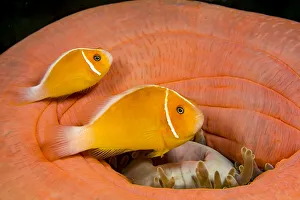 Two Common anemonefish (Amphiprion perideraion) with their host anemone (Heteractis magnifica), Yap, Micronesia Two Common anemonefish (Amphiprion perideraion) with their host anemone (Heteractis magnifica), Yap, Micronesia