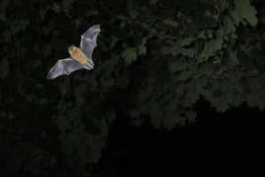 Common / Bandit pipistrelle bat (Pipistrellus pipistrellus) hunting at twilight Common / Bandit pipistrelle bat (Pipistrellus pipistrellus) hunting at twilight