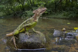 Common basilisk (Basiliscus basiliscus) on rock in river, Canande, Esmeraldas, Ecuador Common basilisk (Basiliscus basiliscus) on rock in river, Canande, Esmeraldas, Ecuador