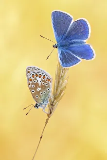 Common blue butterflies (Polyommatus icarus) basking in the morning light, Vealand Farm, Devon, UK Common blue butterflies (Polyommatus icarus) basking in the morning light, Vealand Farm, Devon, UK