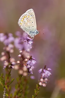 Common blue butterfly (Polyommatus icarus), resting on flowering heather, Arne RSPB reserve Common blue butterfly (Polyommatus icarus), resting on flowering heather, Arne RSPB reserve