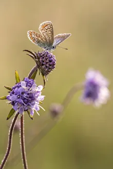 Common blue butterfly (Polyommatus icarus) resting on devils bit scabious (Succisa pratensis) Common blue butterfly (Polyommatus icarus) resting on devils bit scabious (Succisa pratensis)