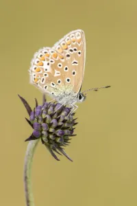Common blue butterfly (Polyommatus icarus) resting on Scabious (Scabiosa colombaria) flower Common blue butterfly (Polyommatus icarus) resting on Scabious (Scabiosa colombaria) flower