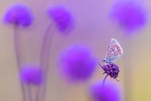 2020 november highlights/common blue butterfly polyommatus icarus 2020 november highlights/common blue butterfly polyommatus icarus