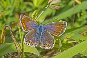 Uk wildlife august/common blue butterfly polyommatus icarus female Uk wildlife august/common blue butterfly polyommatus icarus female
