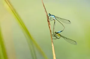 Common blue damselfly {Enallagma cyathigerum}, mating pair, Little Bradley Ponds, Devon Common blue damselfly {Enallagma cyathigerum}, mating pair, Little Bradley Ponds, Devon