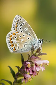 Common Blue (Polyommatus icarus) Male at rest wings closed, on flower, Captive Common Blue (Polyommatus icarus) Male at rest wings closed, on flower, Captive