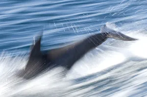 Common bottlenose dolphin (Tursiops truncatus) swimming fast, Baja California, Sea of Cortez Common bottlenose dolphin (Tursiops truncatus) swimming fast, Baja California, Sea of Cortez