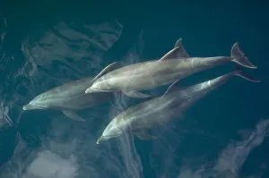 Common bottlenose dolphin (Tursiops truncatus) surfacing, Baja California, Sea of Cortez Common bottlenose dolphin (Tursiops truncatus) surfacing, Baja California, Sea of Cortez